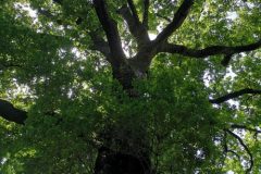 IMG_20200710_140902-scaled