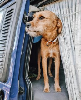 Was ein Glück!
Genau heute vor einem Jahr haben wir dieses kleine Girl (Slide mal weiter) in Montenegro auf der Straße gefunden.
Wir hatten an diesem Tag einfach nur den Wunsch, dass sie mit ihren Geschwistern in Sicherheit ist. Dass die Begegnung unsere ganze Familie nochmal auf den Kopf stellen würde, hätten wir da noch nicht gedacht.
Heute wird hier jedenfalls jemand besonders doll gekuschelt und verwöhnt und wir sind mehr als glücklich, dass Lotti in unser Leben gekommen ist!
Wer von euch ist denn eigentlich mit Vierbeiner unterwegs?
.
.
#bullikinder #straydogs #Straßenhunde #welpen #newdog #vandog #reisenmithund #montenegro #travelmontenegro #travelgram #besterhund
