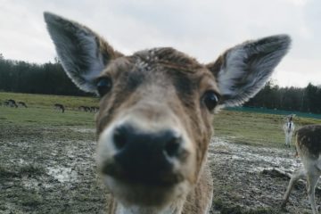 rheinboellen-tierpark